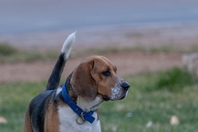 A beagle dog stands in a grassy area, wearing a blue collar. The dog's attention is focused to the side, displaying a curious expression. Its tail is raised and visible against the blurred background of grass and pavement.