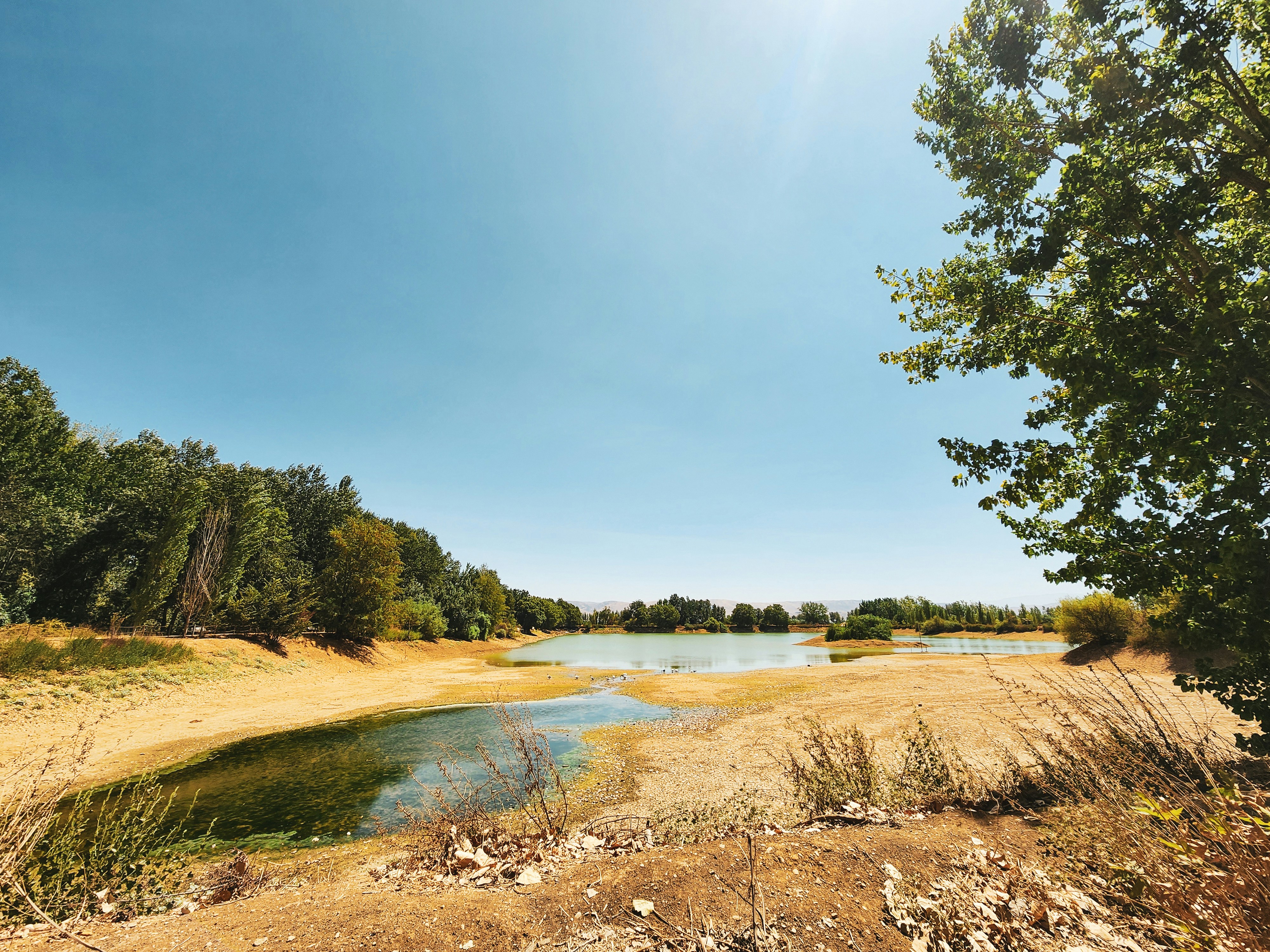 Un fiume che attraversa una lussureggiante foresta verde