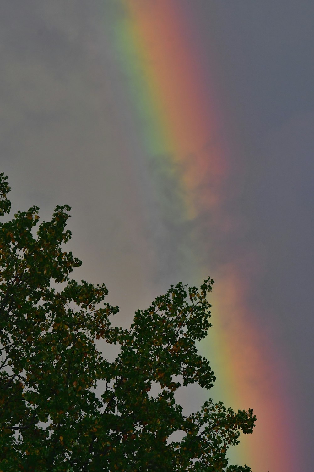 a rainbow shines in the sky above a tree