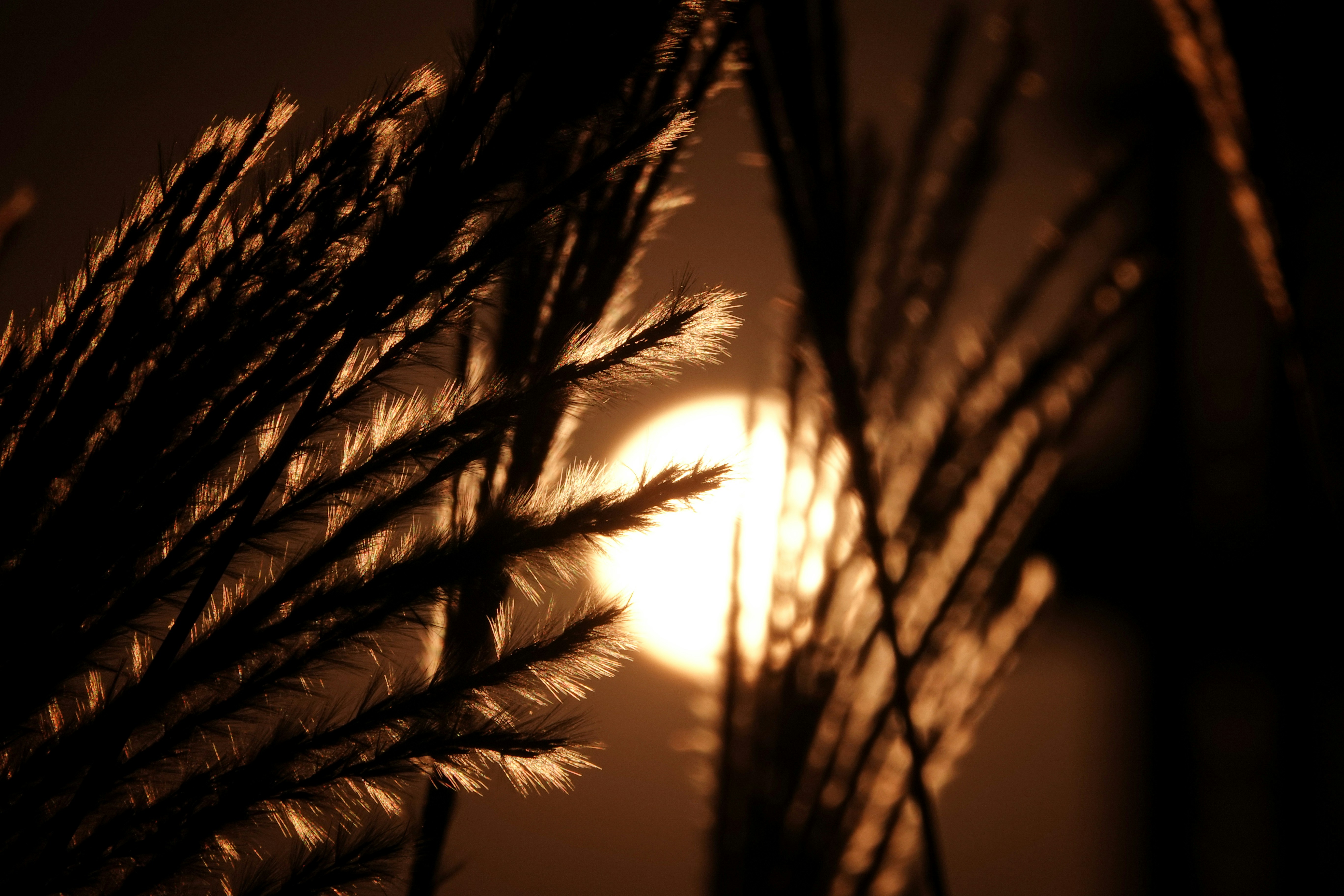 Photo by oleksandr_akulenko