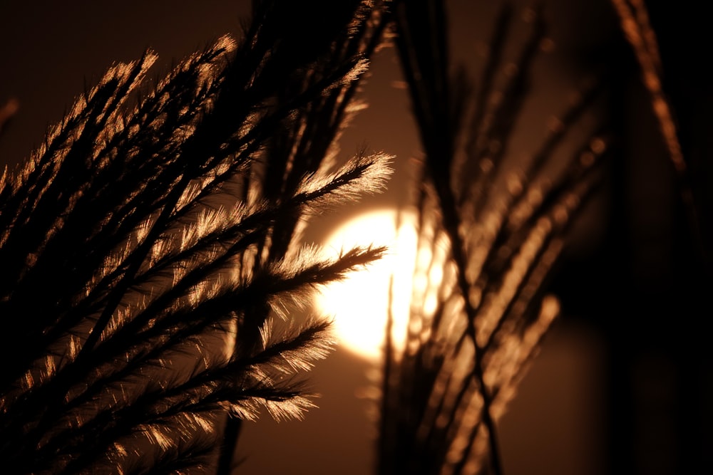 a close up of a plant with the sun in the background