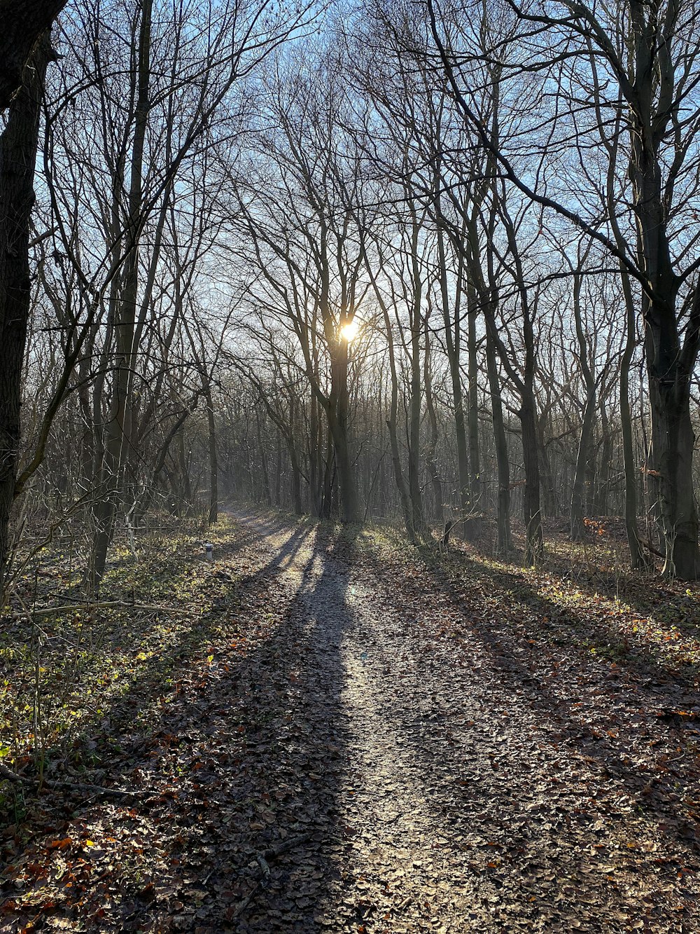 the sun is shining through the trees in the woods