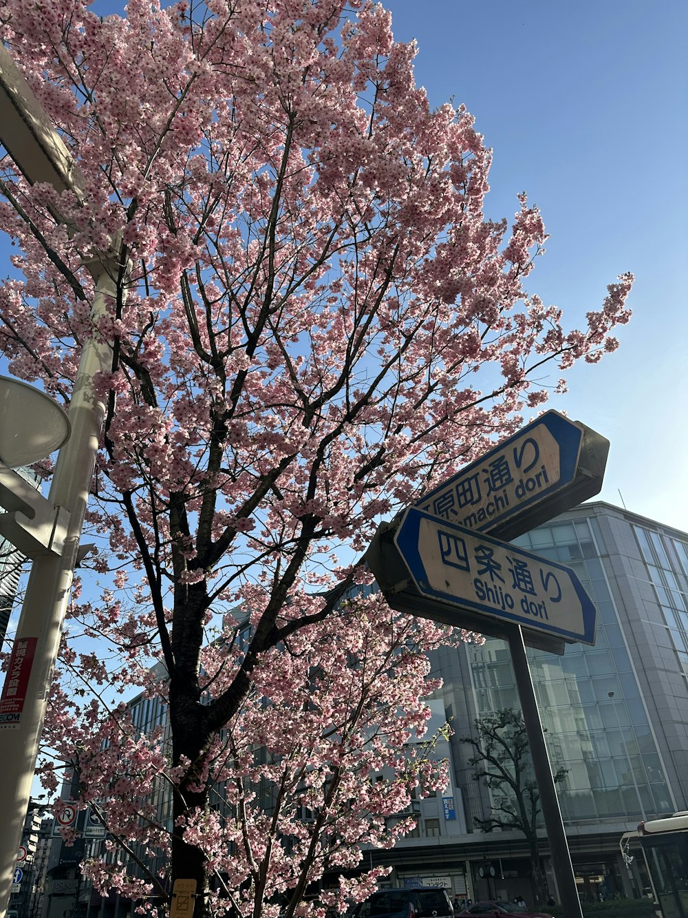 a street sign in front of a tree with pink flowers