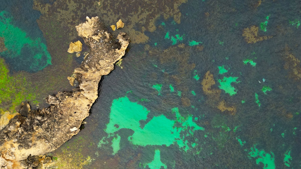 an aerial view of a body of water with green algae