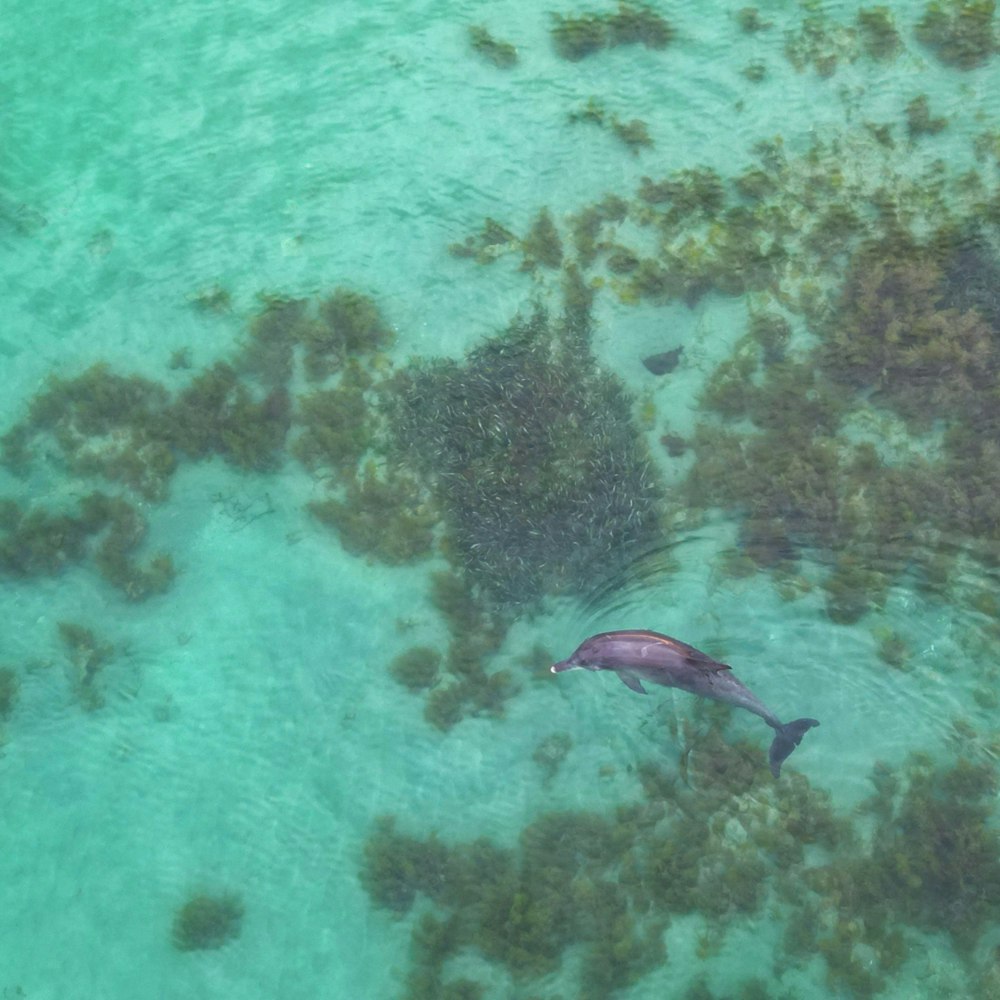 a group of fish swimming in the ocean