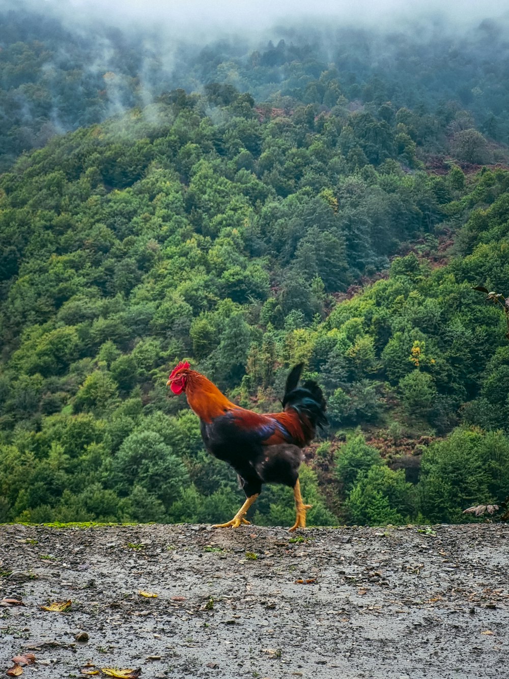 a rooster is walking on the ground in front of a mountain