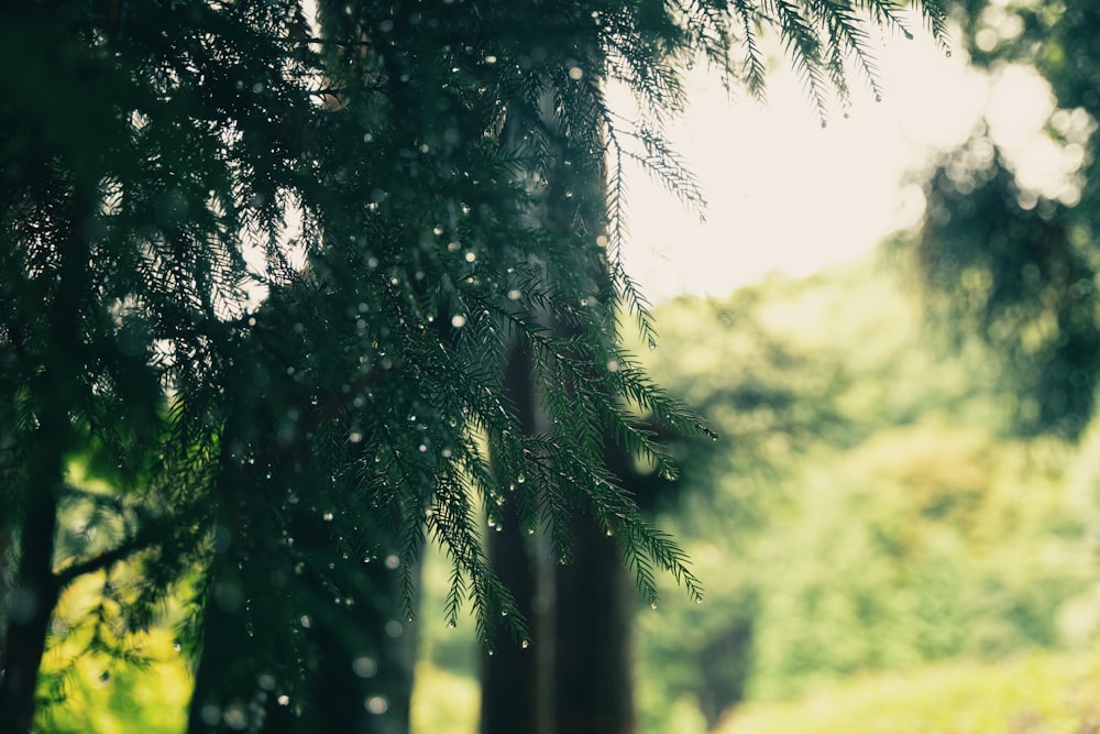 une forêt remplie de beaucoup d’arbres couverts de pluie