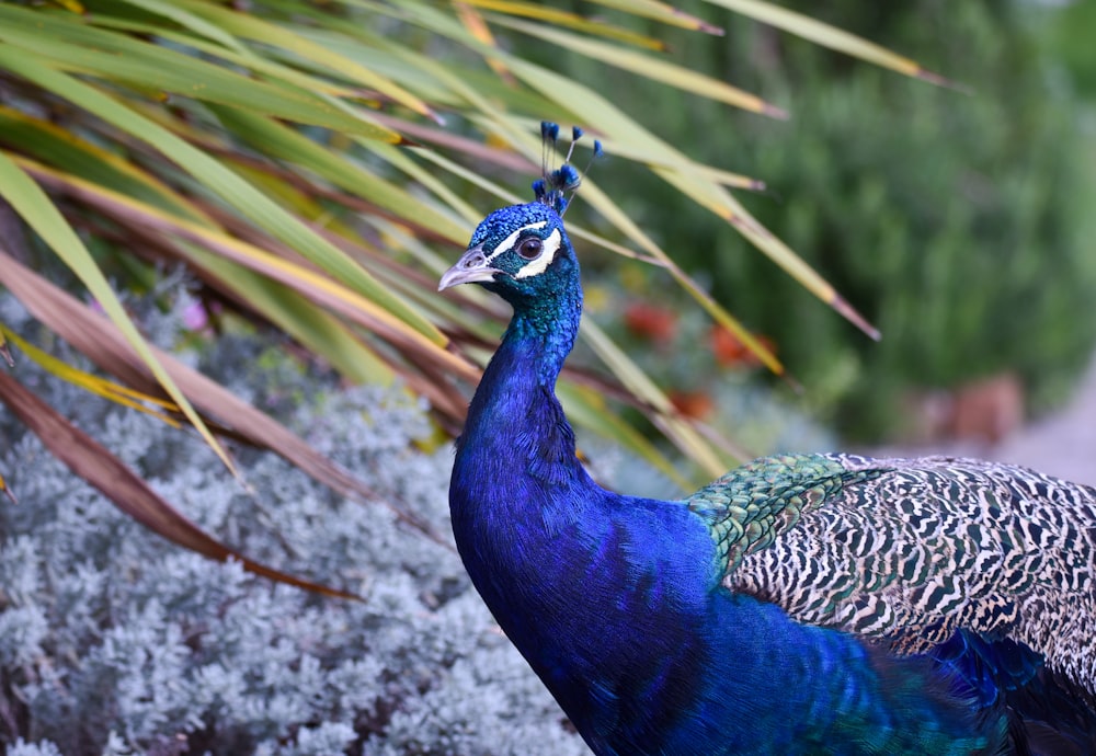 a peacock standing in front of a palm tree