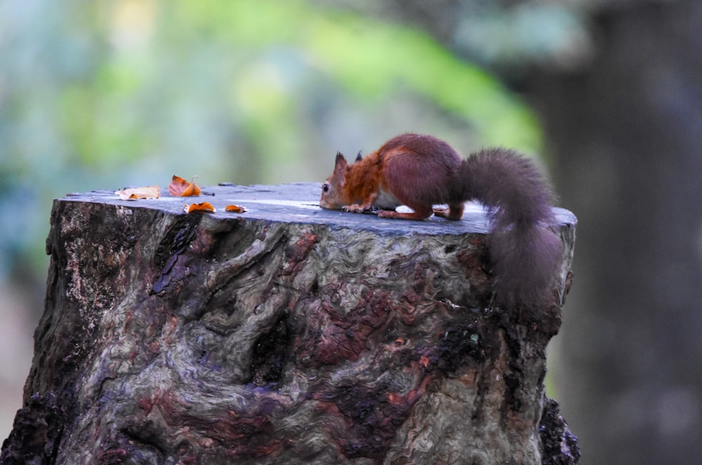 a squirrel sitting on top of a tree stump