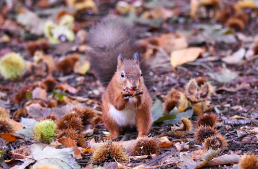A close-up of a curious squirrel nibbling on a nut among autumn leaves.