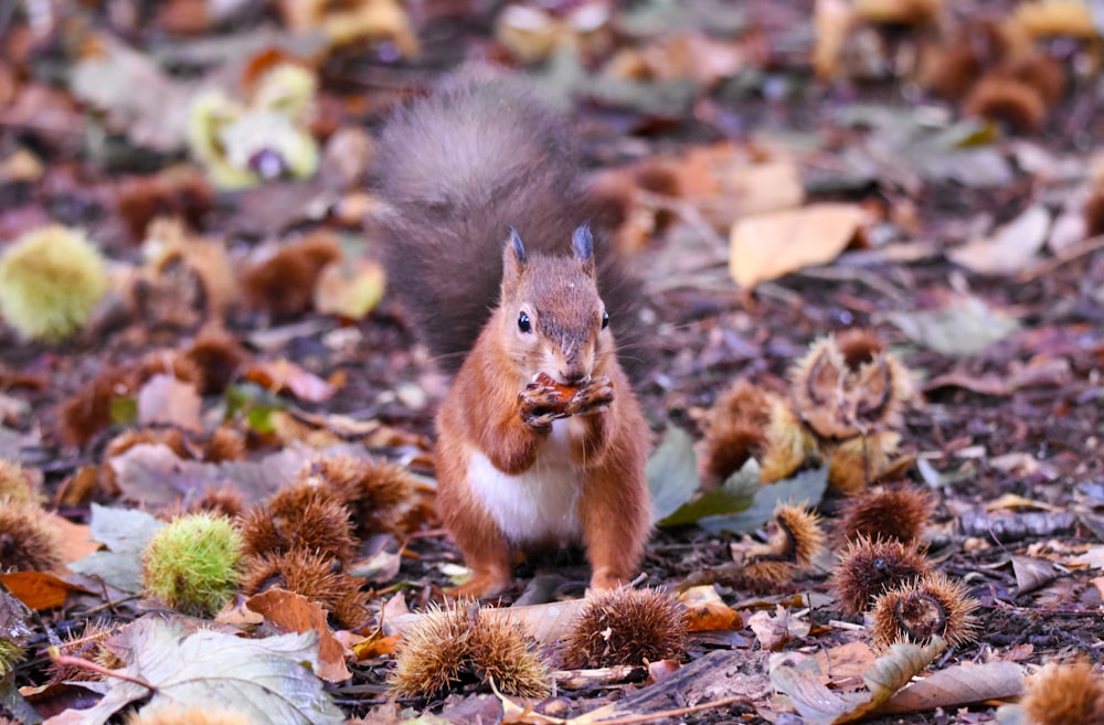 a squirrel is standing in the middle of the leaves