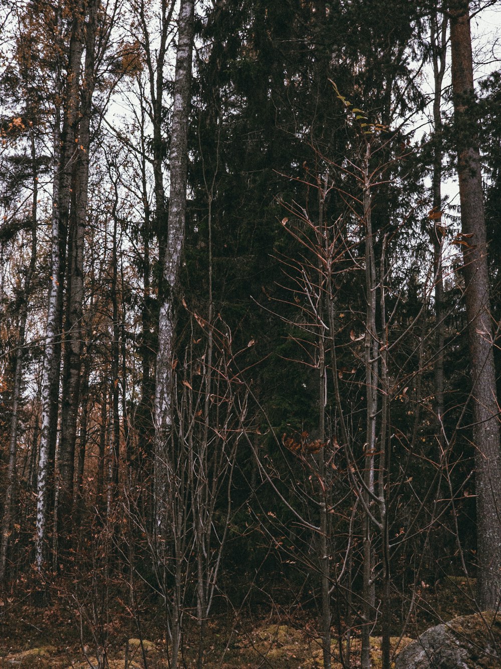 a bench sitting in the middle of a forest