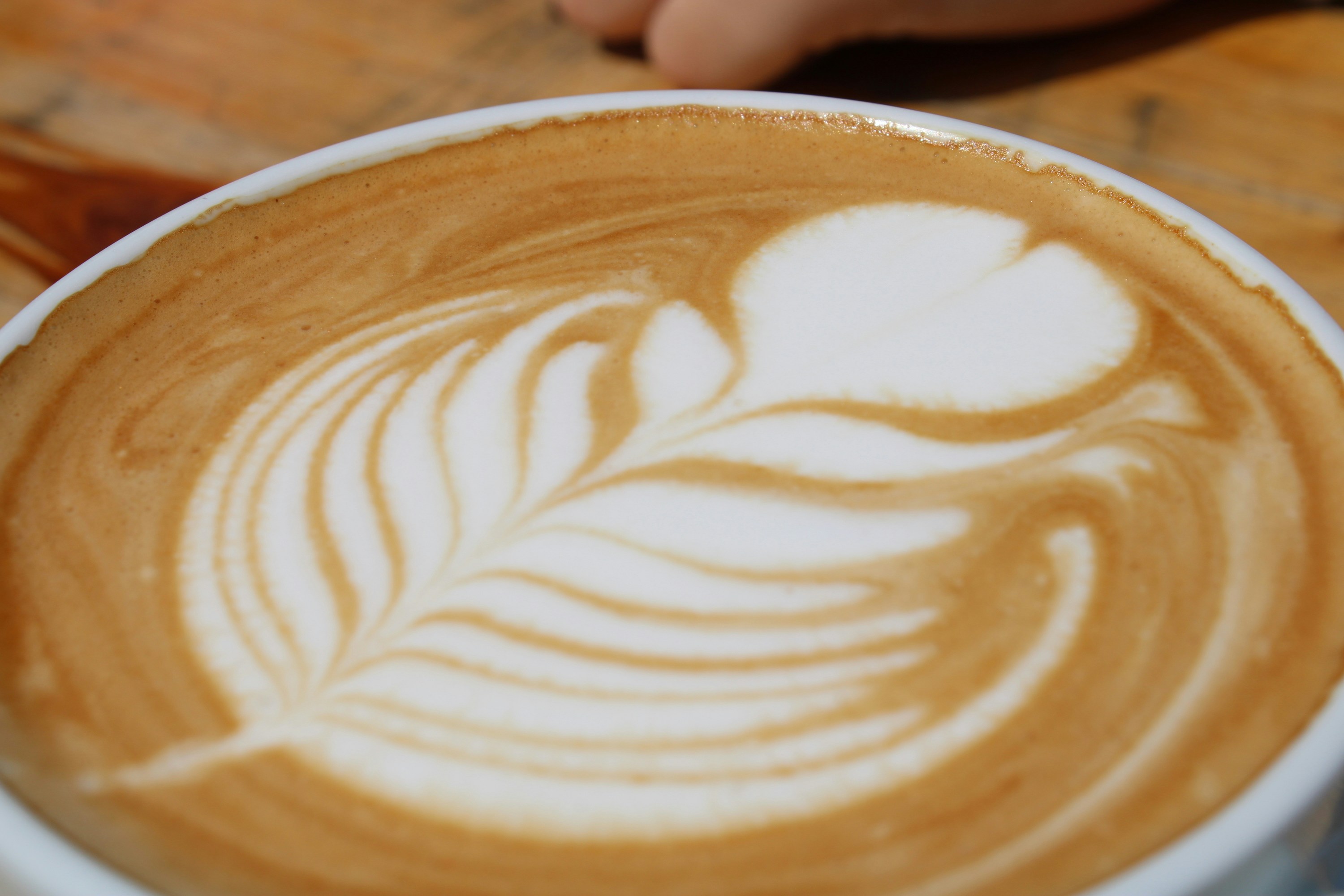 Latte art in a wide ceramic cup with intricate leaf pattern on cream foam
