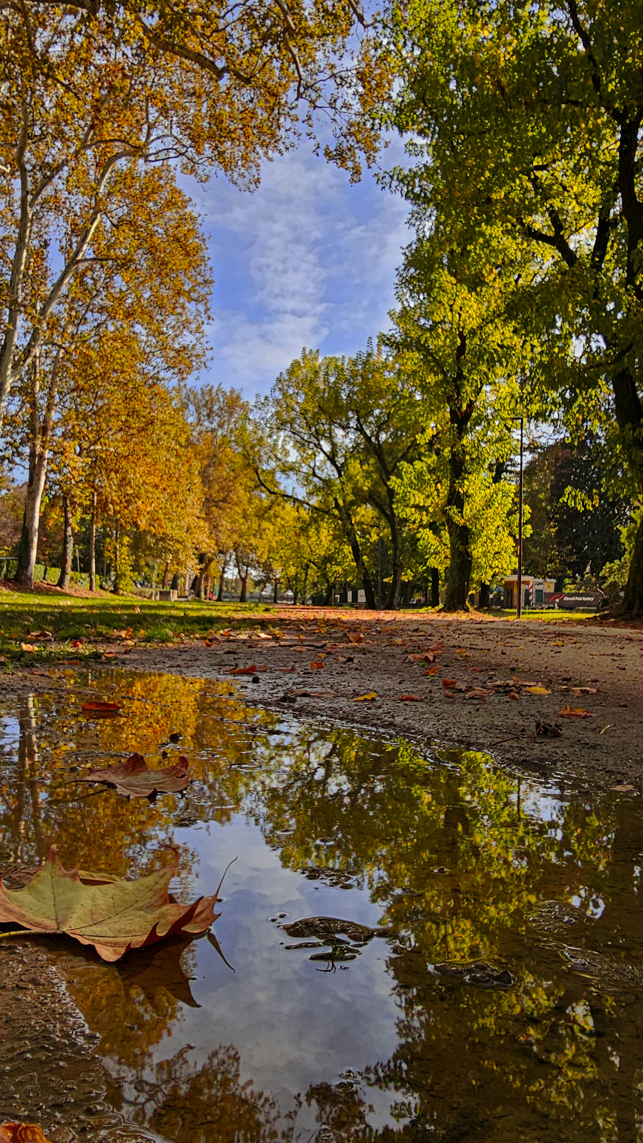 a puddle of water in the middle of a park