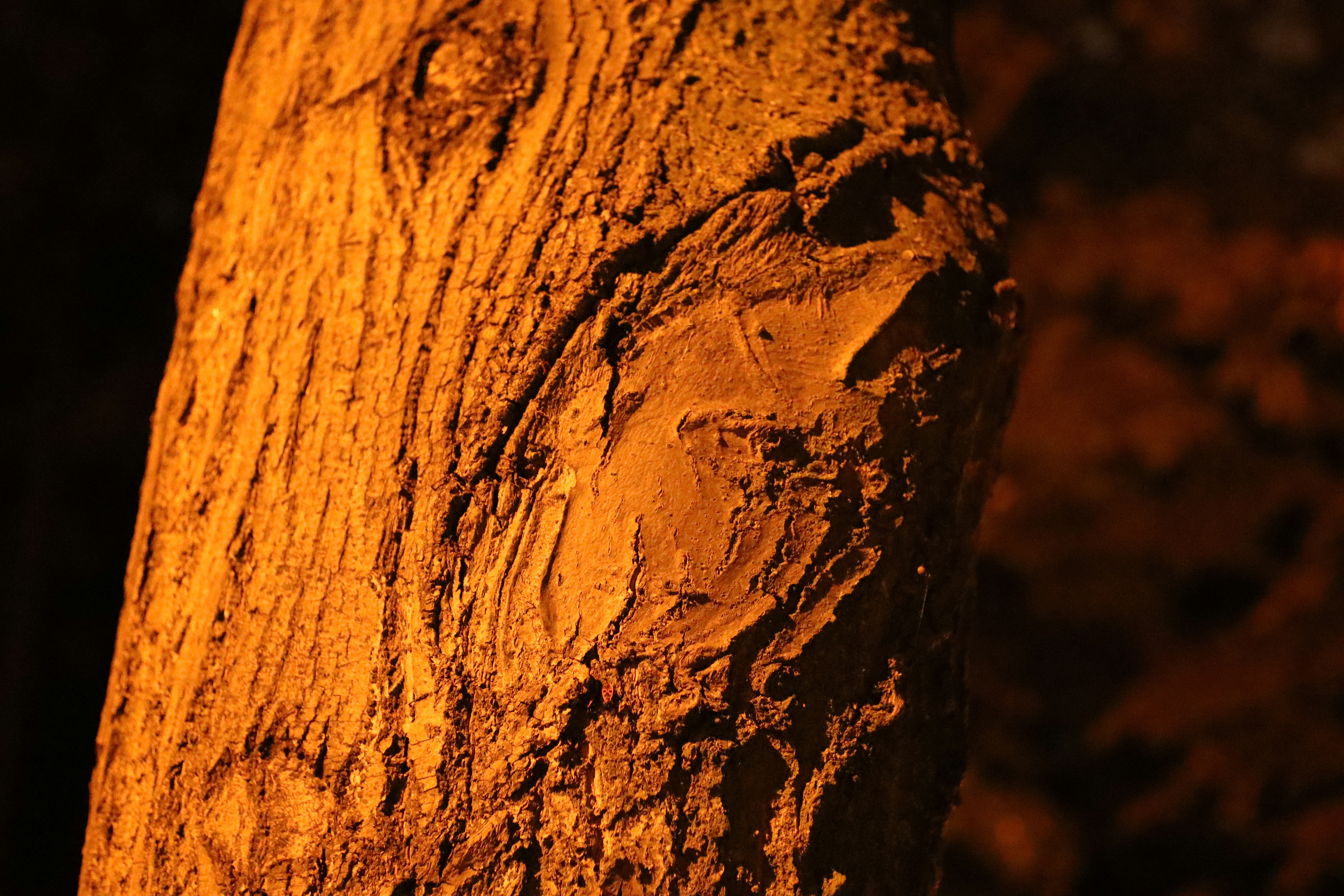 The Bark Chronicles: Trees Tell Their Stories Through Light (image credits: unsplash)