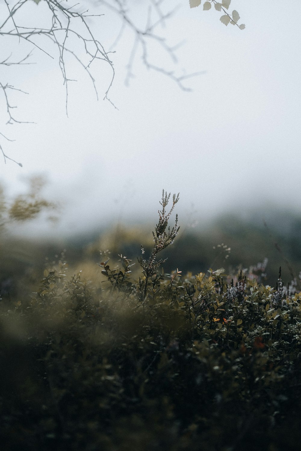 a field of grass with a tree in the background