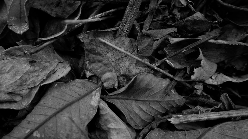 a black and white photo of leaves on the ground