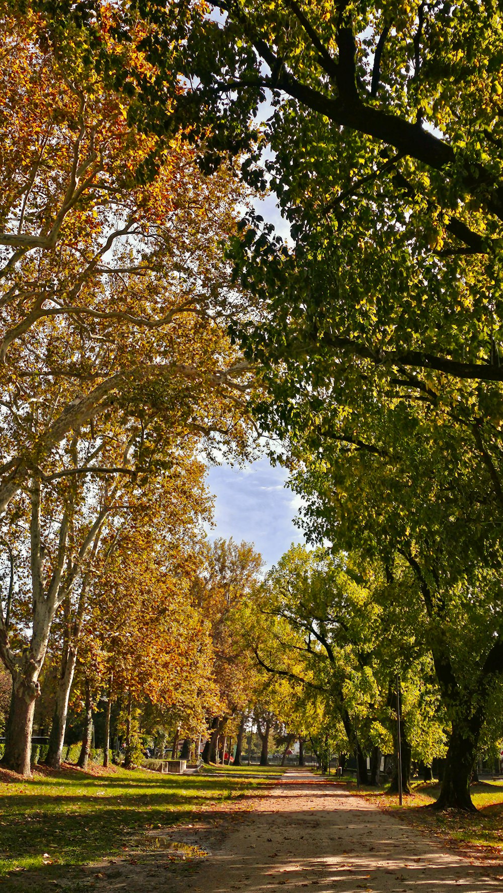 a dirt road surrounded by lots of trees