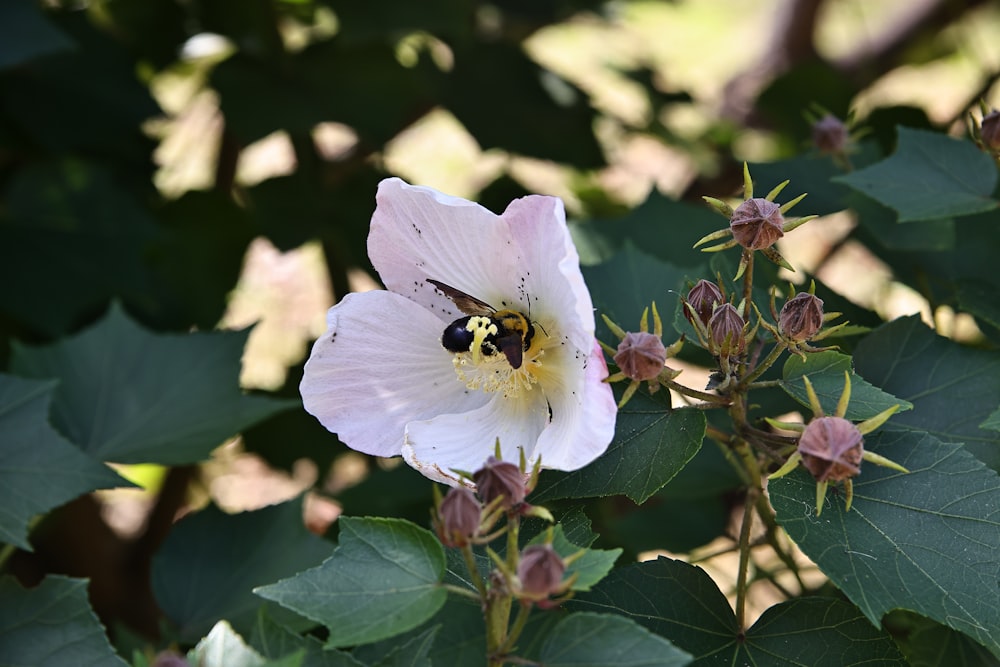 a white flower with a bee on it