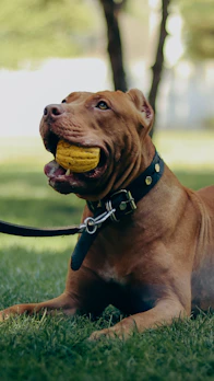 Happy dog wearing a colorful collar playing with a ball in a sunlit garden.