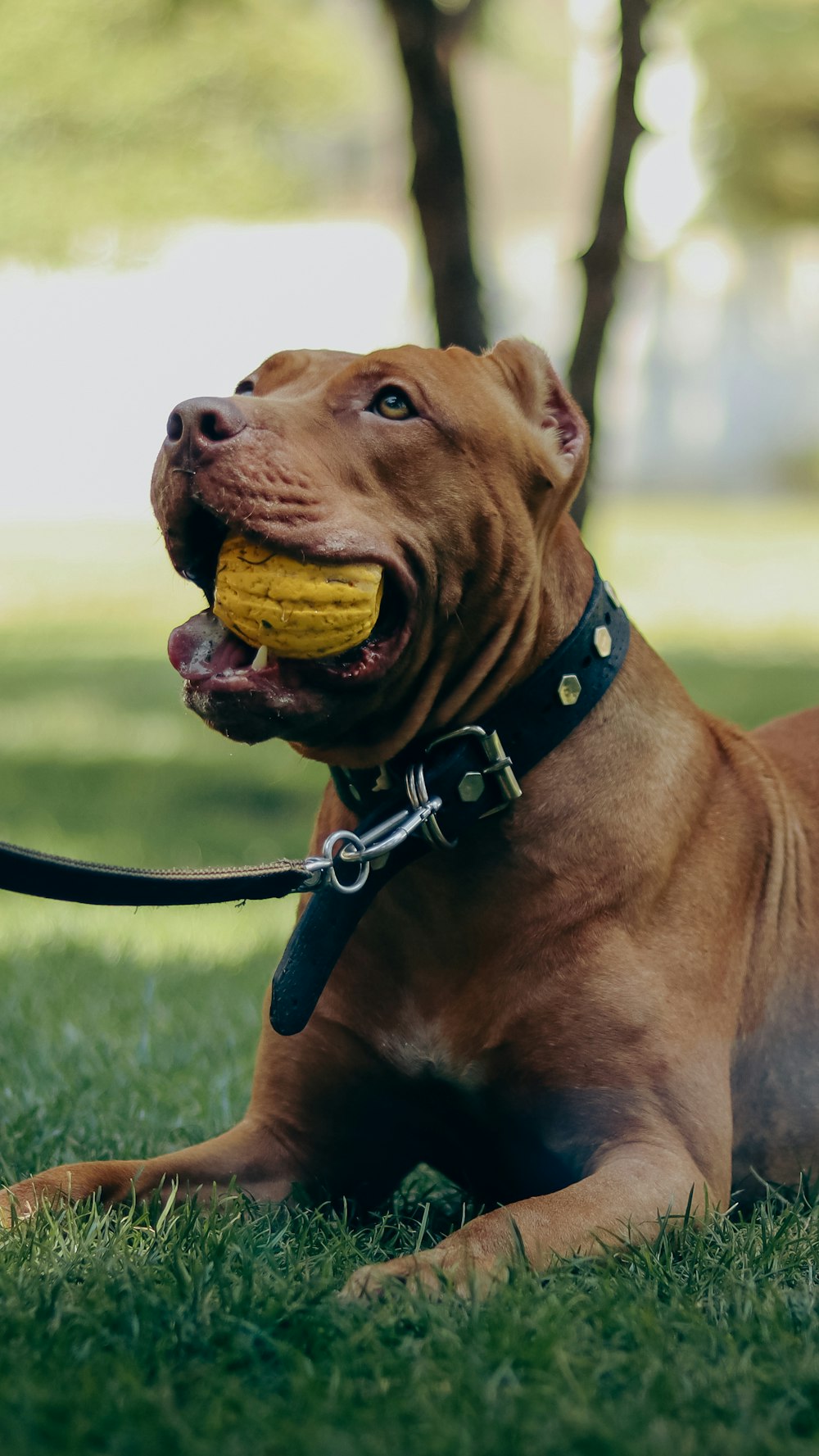 a dog laying in the grass with a banana in its mouth