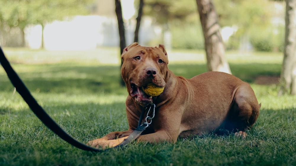 a dog laying in the grass with a tennis ball in its mouth
