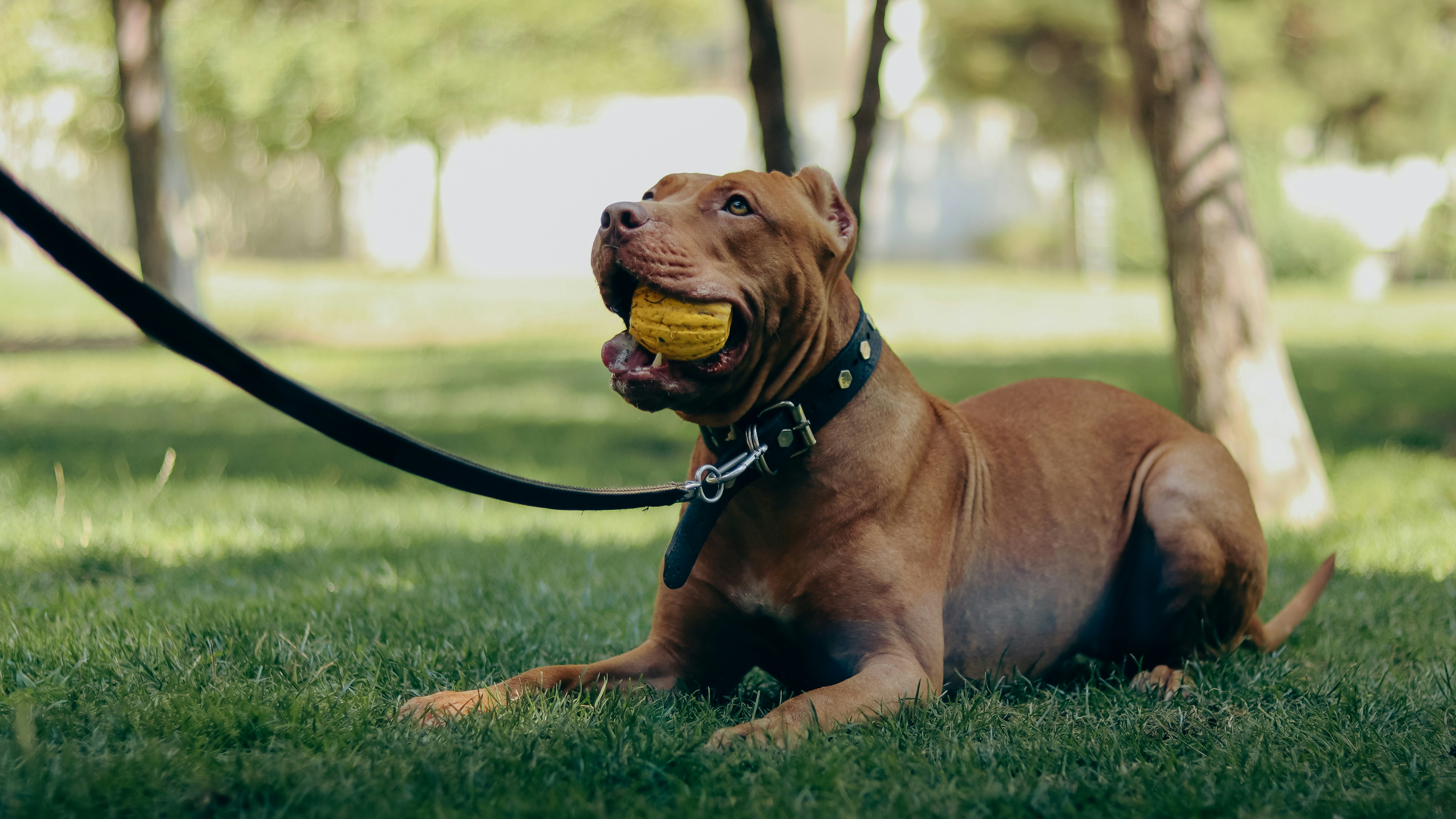 a dog laying in the grass with a tennis ball in its mouth