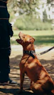 a brown dog sitting on a leash next to a person
