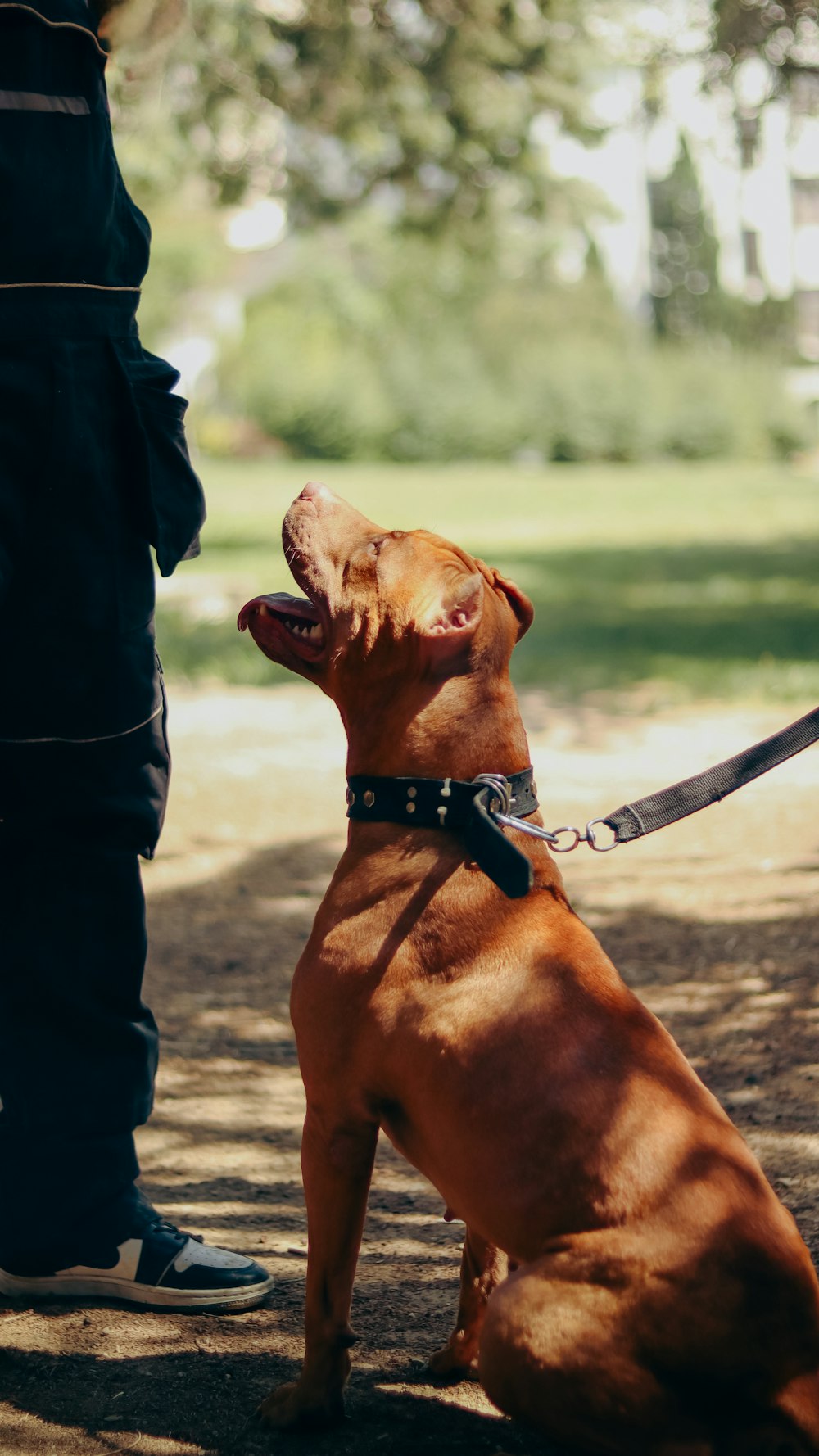 a brown dog sitting on a leash next to a person