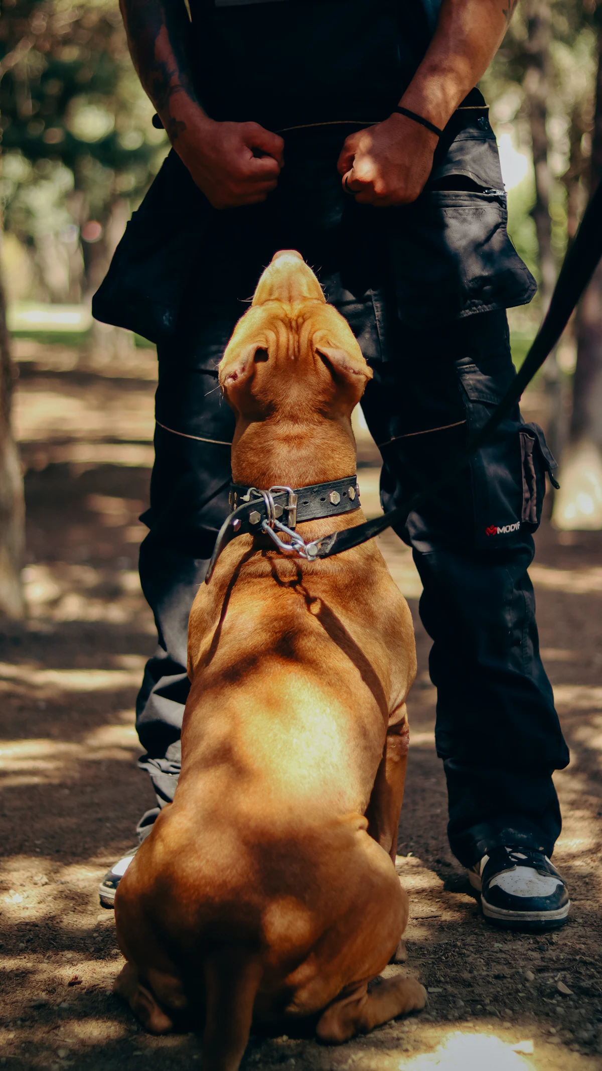 A calm brown dog on a leash sitting at its handler's feet outdoors and looking up, settled and focused during training