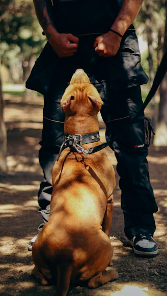 a man standing next to a brown dog on a leash
