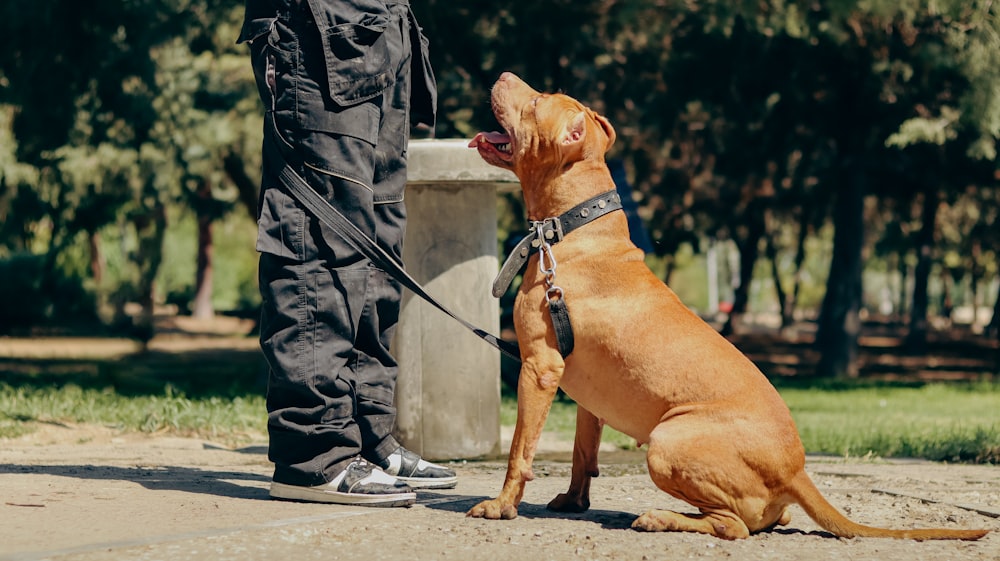 a brown dog sitting on top of a sidewalk next to a person