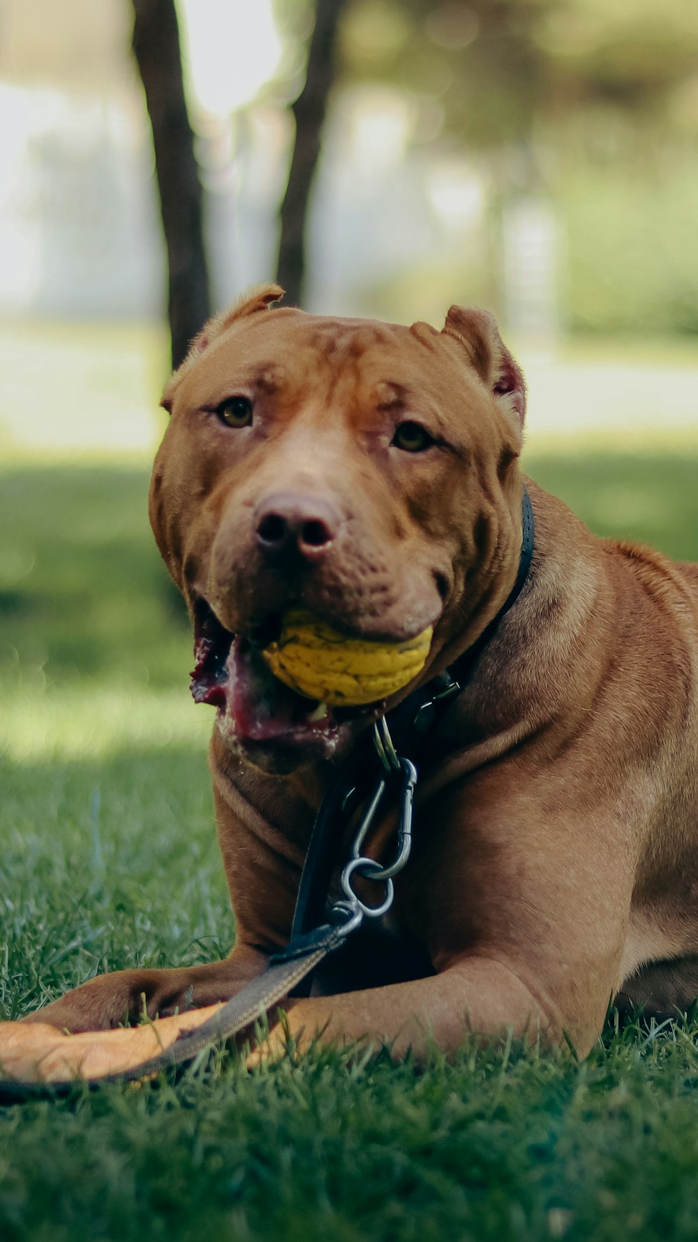 a dog laying in the grass with a ball in its mouth