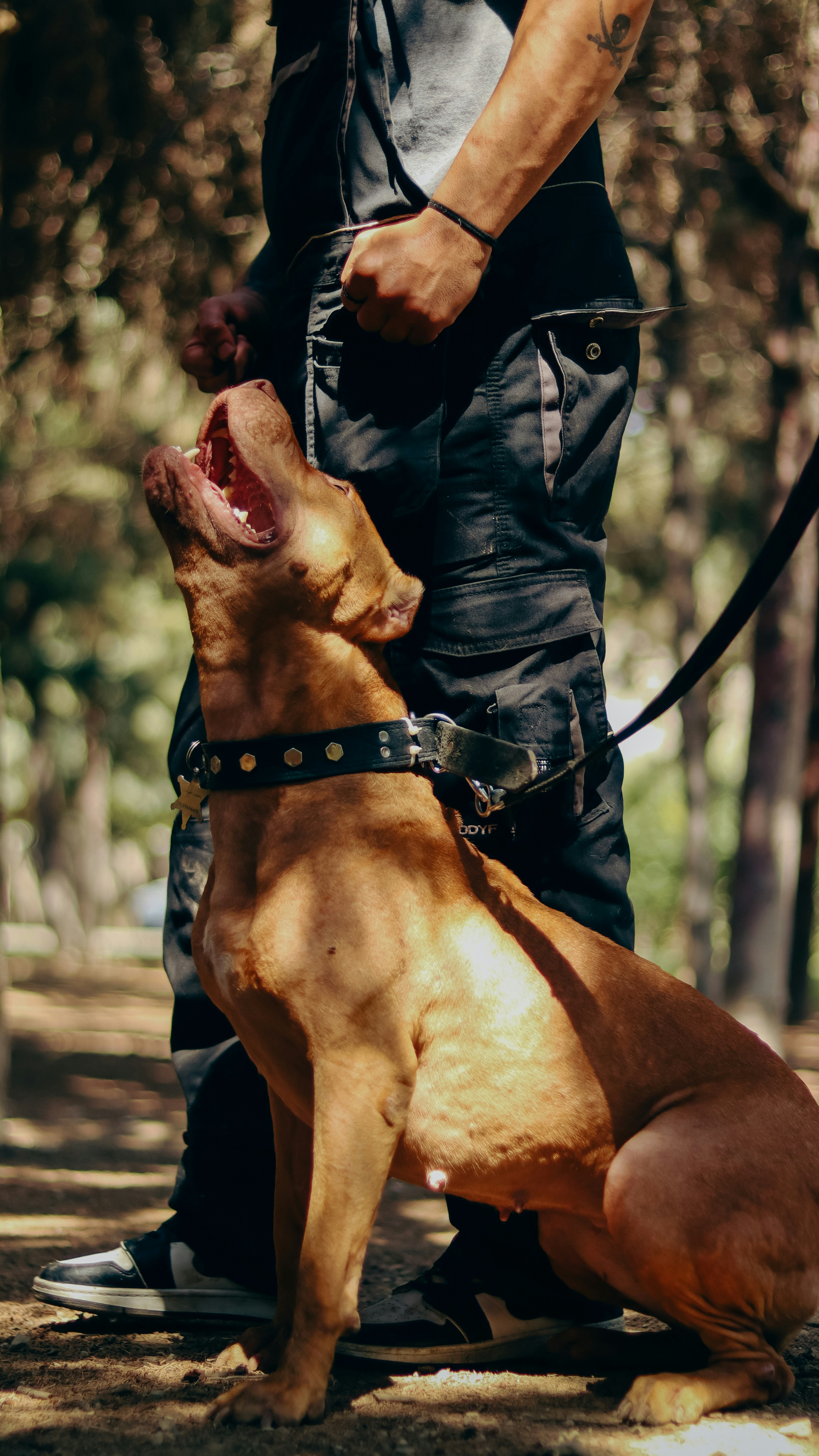 a man standing next to a brown dog on a leash