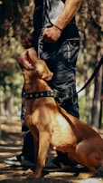 A large brown dog with a studded collar is sitting beside a person wearing dark pants and a watch. The dog appears attentive and is looking upward with its mouth open. The setting is outdoors, likely in a wooded area, with trees and soft-focus greenery in the background.