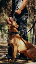 A large brown dog with a studded collar is sitting beside a person wearing dark pants and a watch. The dog appears attentive and is looking upward with its mouth open. The setting is outdoors, likely in a wooded area, with trees and soft-focus greenery in the background.