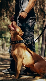 A large brown dog with a studded collar is sitting beside a person wearing dark pants and a watch. The dog appears attentive and is looking upward with its mouth open. The setting is outdoors, likely in a wooded area, with trees and soft-focus greenery in the background.