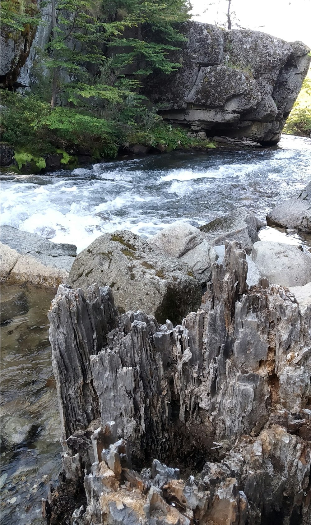 a river flowing through a lush green forest