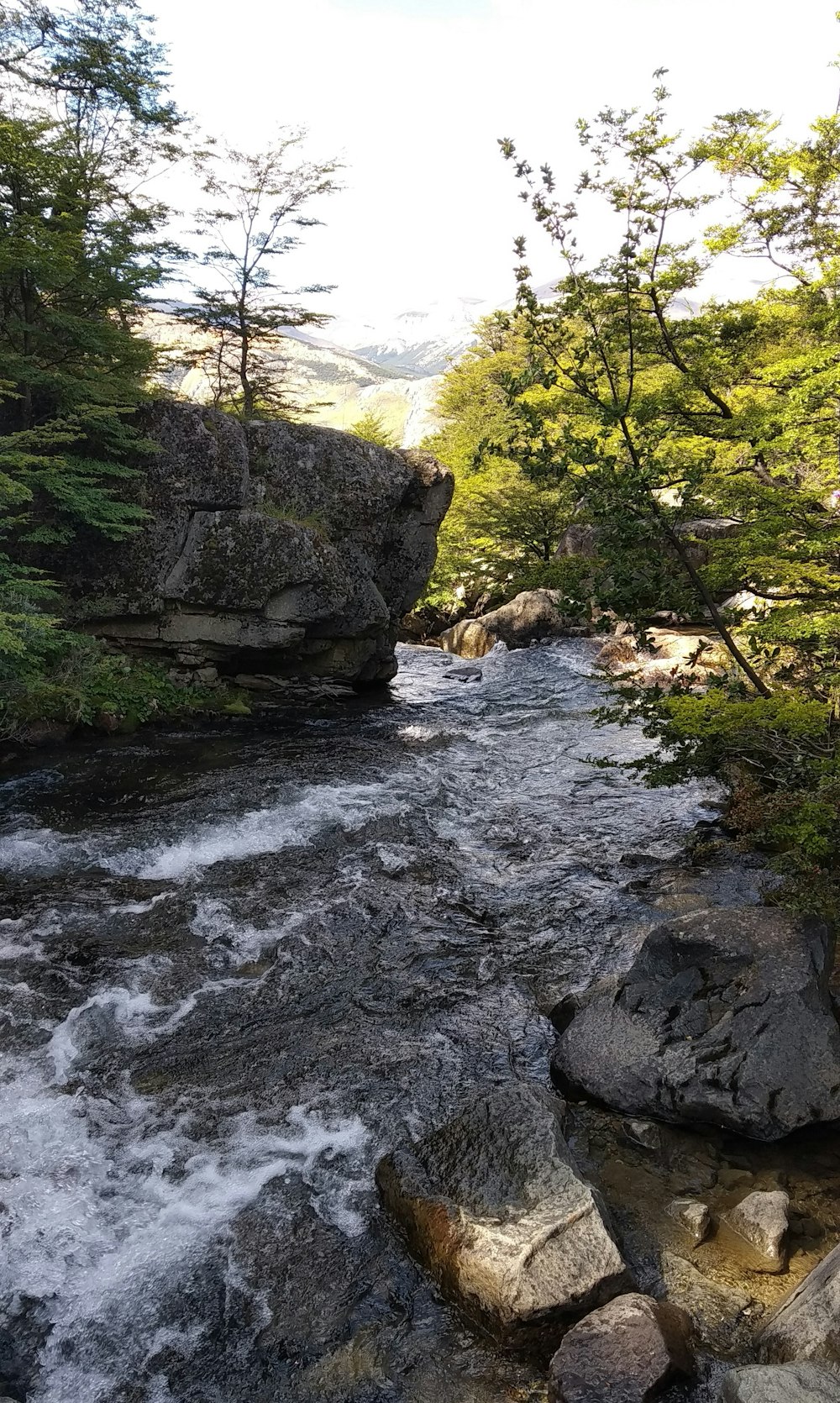 a river running through a lush green forest