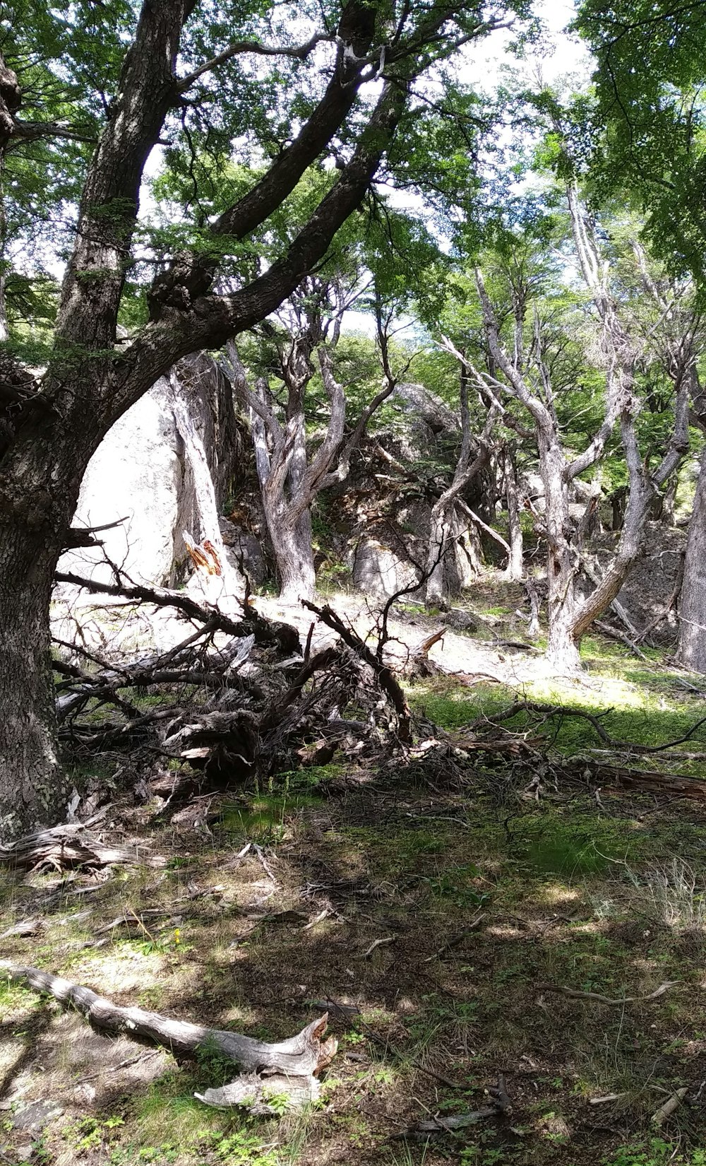 a group of trees that are in the grass