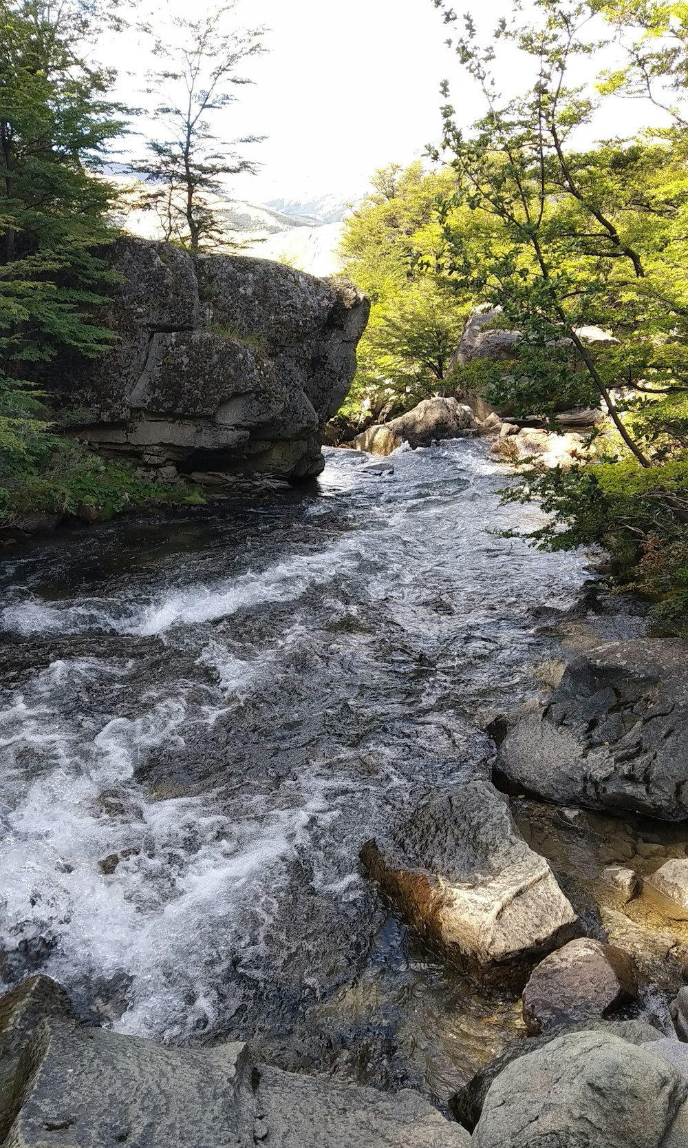 a river running through a lush green forest