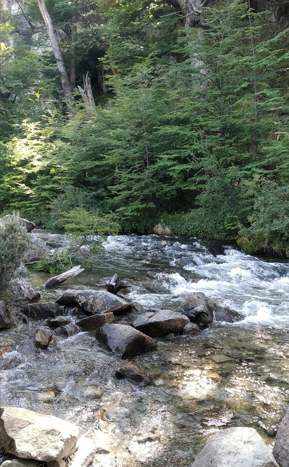 a river running through a lush green forest