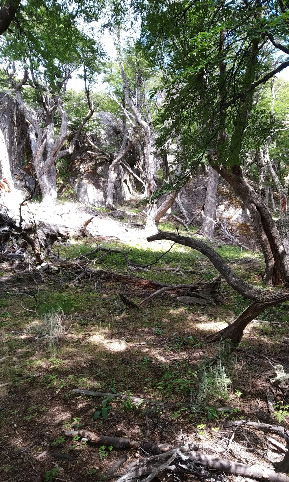 a group of trees that are in the grass