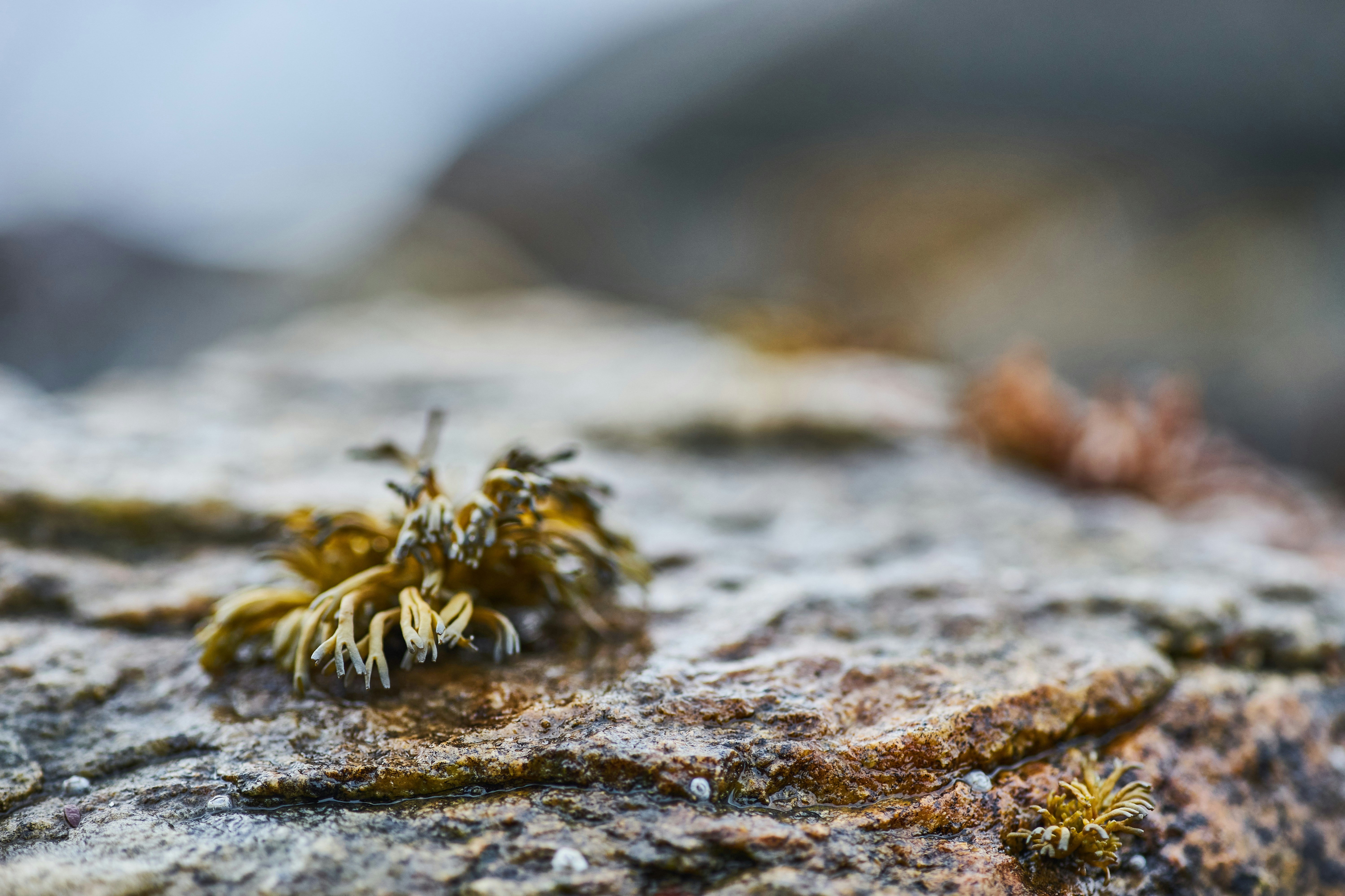 Photo by wolfgang_hasselmann