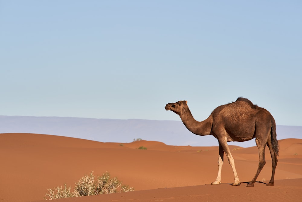 a camel standing in the desert with a sky background