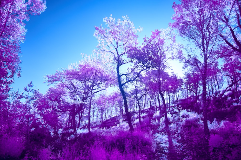 a blue and purple photo of trees in the woods