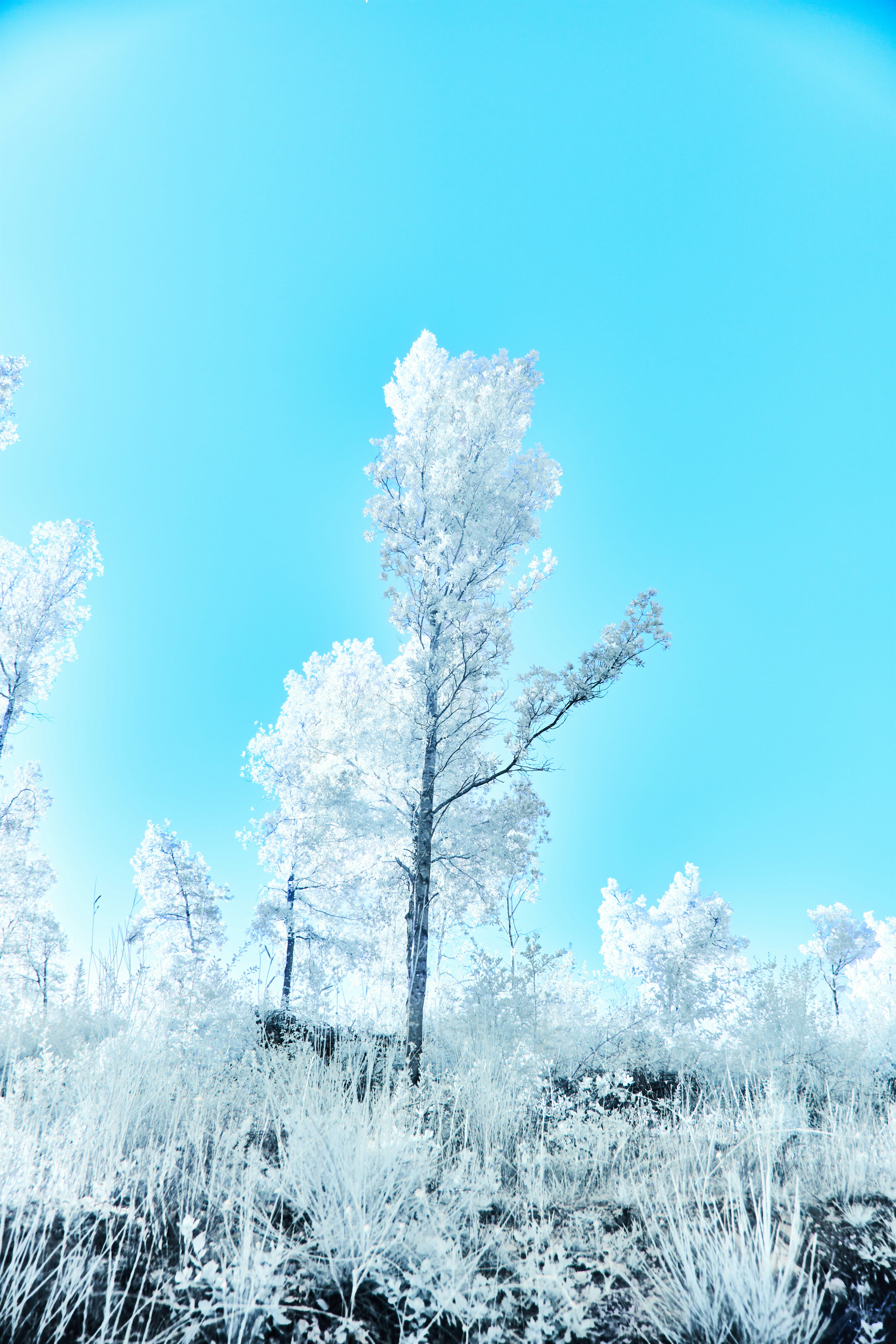 Photo by wolfgang_hasselmann