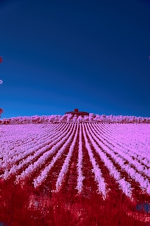 Vibrant 4K picture showcasing the professionalism of farm workers during the daily care routine.