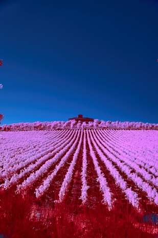 Vibrant 4K picture showcasing the professionalism of farm workers during the daily care routine.