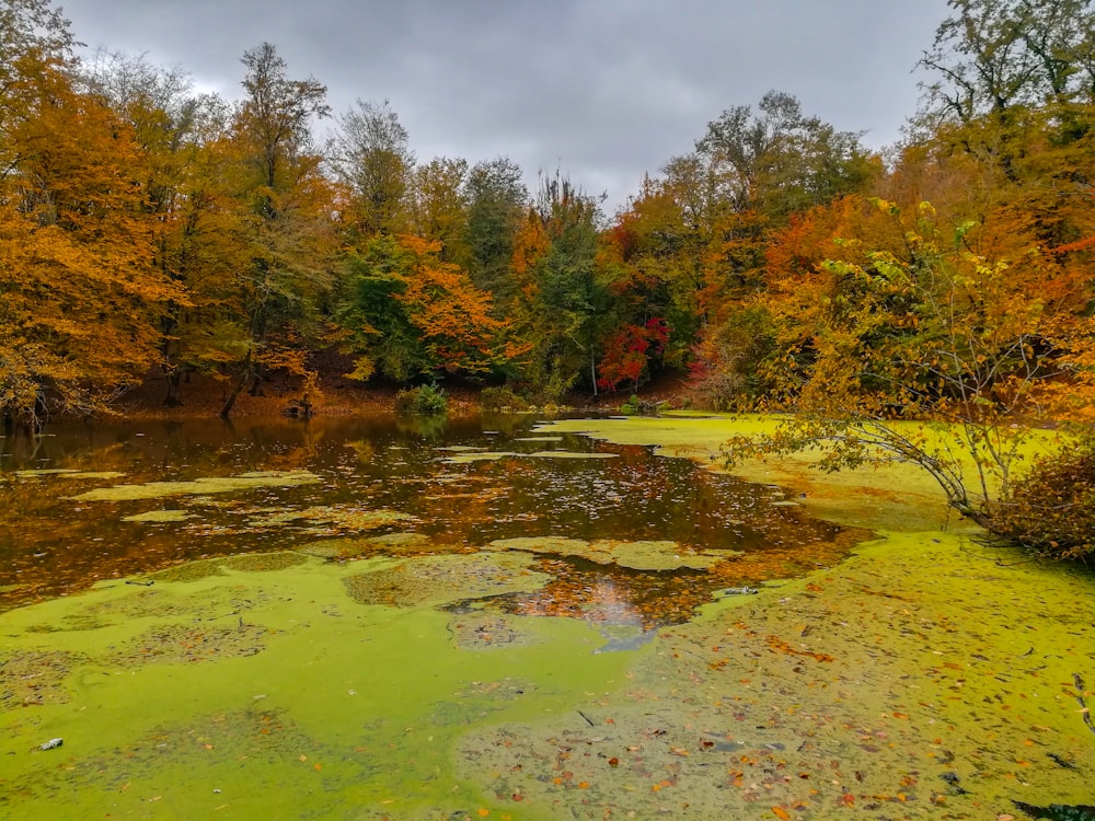 uno specchio d'acqua circondato da molti alberi